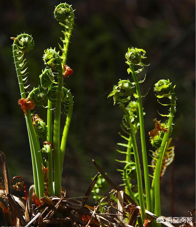 头条问答 - 被称为"山菜之王"的蕨菜可以人工种植吗?(12个回答)