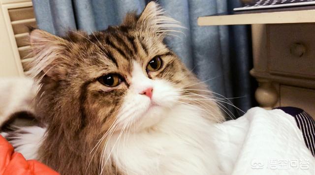 猫猫安乐死的方法:有哪些预防家里猫猫狗狗被人药死的方法？