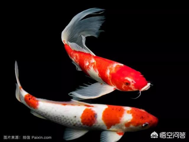 银锦鲤鱼吃什么食物:家养的锦鲤吃什么魚食好？