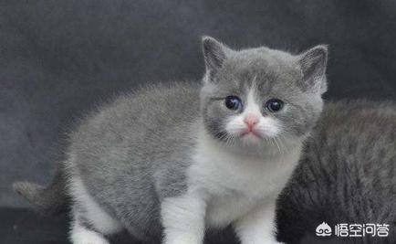 猫咪有约论坛进不去:旧猫和新猫相处不了怎么办？