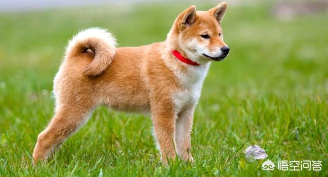 日本柴犬图片:如何评价中国土狗和日本柴犬？