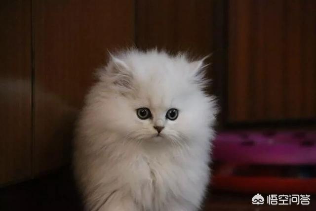 想养一只猫,颜值高,脾气好不挠人的那种,我该养哪种呢？