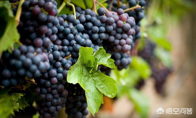白葡萄酒用什么葡萄做，同一品种的葡萄，可以酿出白葡萄酒和红葡萄酒吗