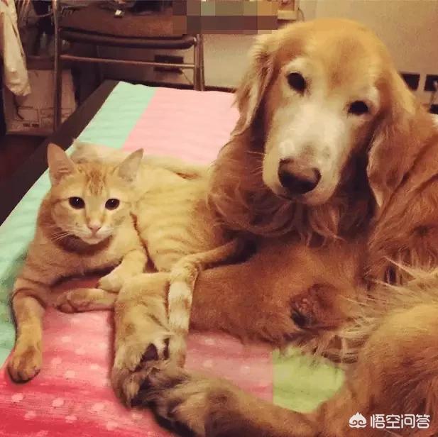 我的狗朋友是猫:农村搬迁之后，遗留下来的猫和狗，最后都怎么样了？