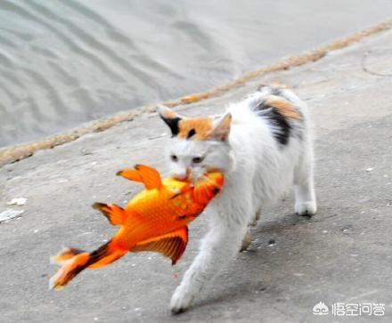 猫为什么喜欢吃鱼答案:猫咪到底是喜欢吃鱼还是喜欢吃老鼠？