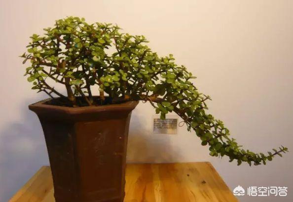 你有在室内养过植物吗？有哪些比较好种植的室内小花卉？比较喜阴、对光照要求比少？