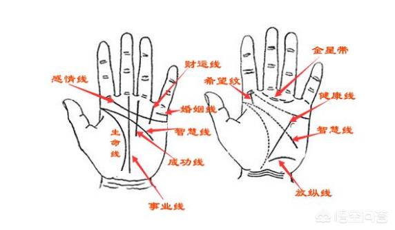 为什么人的掌纹会变呢？