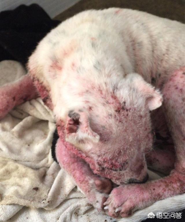 寶龍德国牧羊犬俱乐部:狗得了皮肤病，应该怎么治疗？ 德国牧羊犬俱乐部论坛