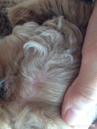 狂犬病症状有眼睛发红吗:为什么泰迪的表现会突然反常呢？