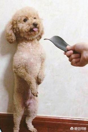 狂犬病症状有眼睛发红吗:为什么泰迪的表现会突然反常呢？