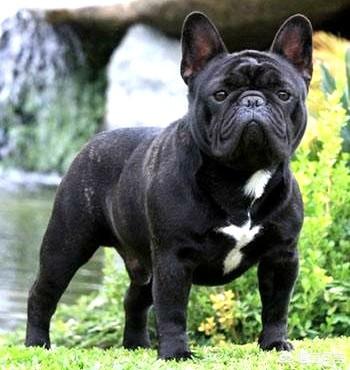 英国斗牛犬俱乐部:法国斗牛犬的基本常识你知道吗？ 英国斗牛犬智商和人比