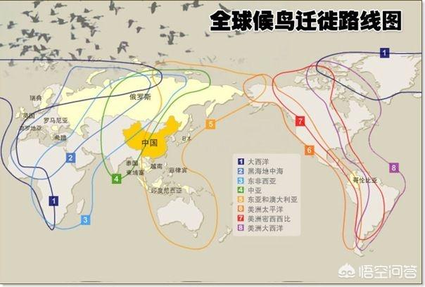 拟厦鸟生活在什么地方:绿豆鸟爱吃什么？它在家里养会不会死？