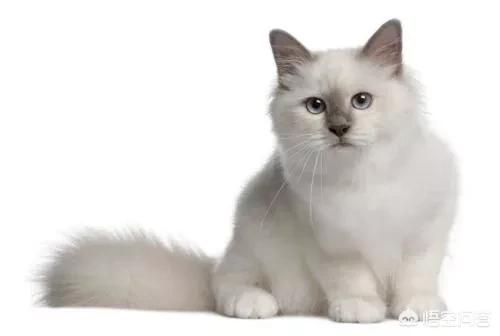 猫咪血尿可以自己好么:猫得了，膀胱炎怎么治疗？ 猫咪血尿会自行恢复吗