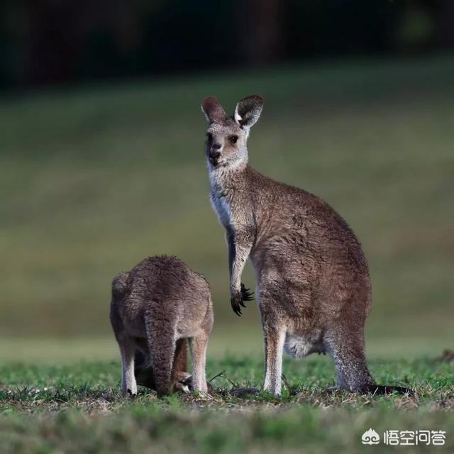 澳洲狗头蝙蝠百度百科:澳大利亚狗头蝙蝠百度百科 为什么很多有袋类的动物都聚集在澳洲，例如袋鼠，袋獾，袋熊？