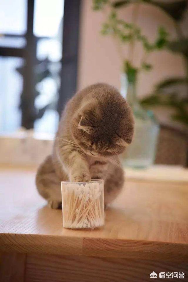 不爽猫玩偶:猫咪为什么总喜欢把桌上的东西推下去？