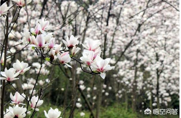 头条问答 玉兰花和辛夷花是不是一种花呢 32个回答