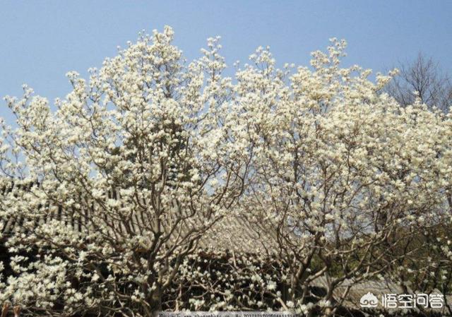 紫玉兰高清图片:紫玉兰图片大全大图 现在紫玉兰花开的正茂盛，大家有收藏紫玉兰花照片吗，分享一下？