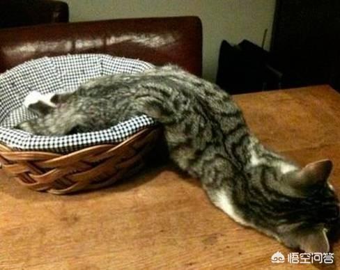 支付宝为什么猫咪能像液体:为什么猫咪身体能像液体一样 猫到底是固态的还是液态的？