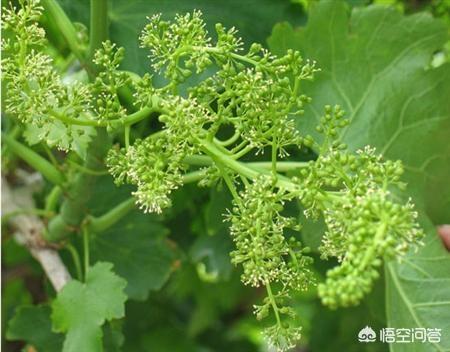 头条问答 葡萄花序少的主要成因及补救措施是什么 19个回答