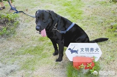 遛狗网:潜逃10年，公安部通缉逃犯在自贡遛狗遭逮了, 你怎么看？