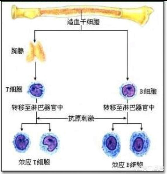 头条问答 狂犬疫苗打了管一辈子吗 8个回答