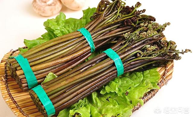山菜的活化石是什么？