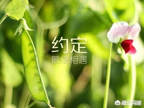 刘翔与前女友复合:刘翔前妻葛天和现任吴莎隔空开撕，你支持谁
