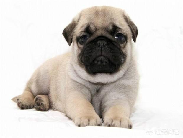 巴哥犬俱乐部巴哥犬聚会:巴哥犬爱干净，又友善，为什么养的人还是那么少？