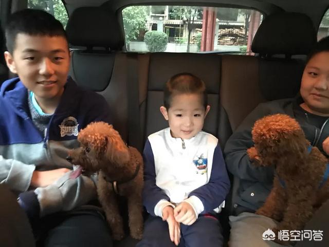 救助基地猫狗饿死图片:北京有哪些流浪猫救助中心？都在什么位置？