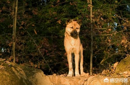 成年西施犬图片:小时候，有没有一只狗陪过你好多年？