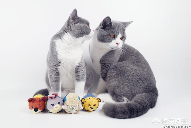 最活泼的缉毒犬:我想问一下，英短蓝猫是不是都很调皮啊？ 最萌的缉毒犬