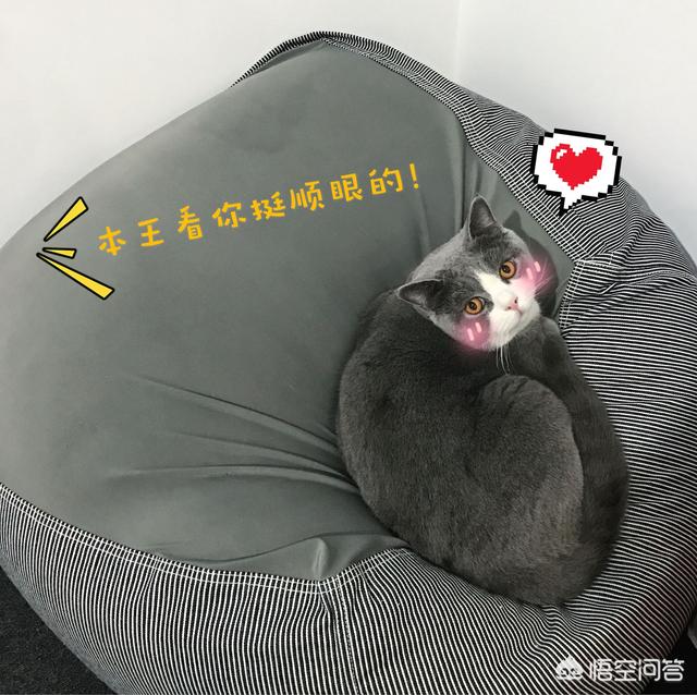 最活泼的缉毒犬:我想问一下，英短蓝猫是不是都很调皮啊？ 最萌的缉毒犬