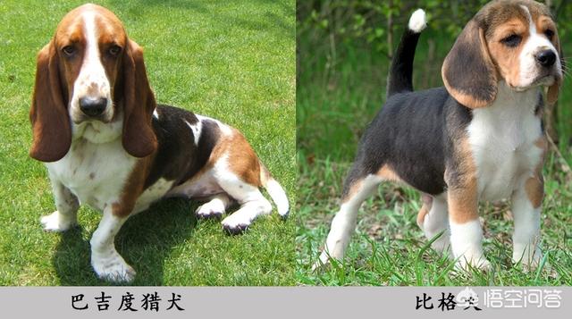 爱斯基摩犬萨摩:哈士奇是个怎么样的狗狗？ 爱斯基摩犬萨摩耶