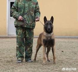 马犬训练视频:马犬训练视频教程全集 我养的马犬只要见到别的狗就没法控制了，该怎么训练呢？