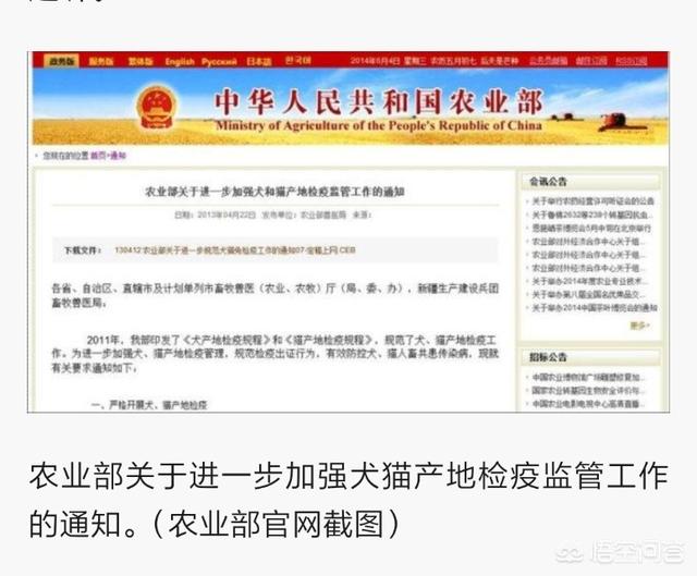 公狗强奸母狗:我养了三年的狗被老公打死了，我该怎么办？