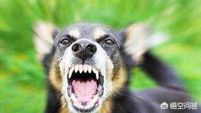 狗托是形容什么的，为什么会有“狗怕蹲、狼怕托”这种说法