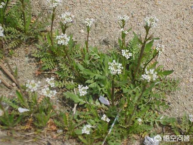 今天在野外挖了好多荠菜,发现跟以往的有点不同,不知道能不能吃？