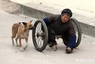 忠心大黄狗护主八年:有没有罗威纳犬护主的真实案例？
