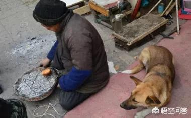 忠心大黄狗护主八年:有没有罗威纳犬护主的真实案例？