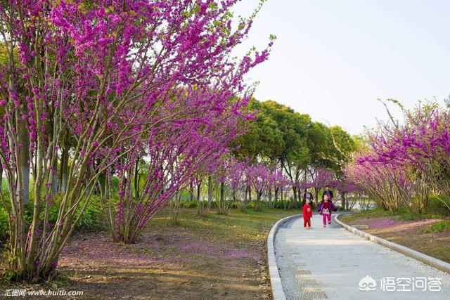 长芒杜英果实结构:长芒杜英果实高清大图 如何让芒果果实个头均匀？