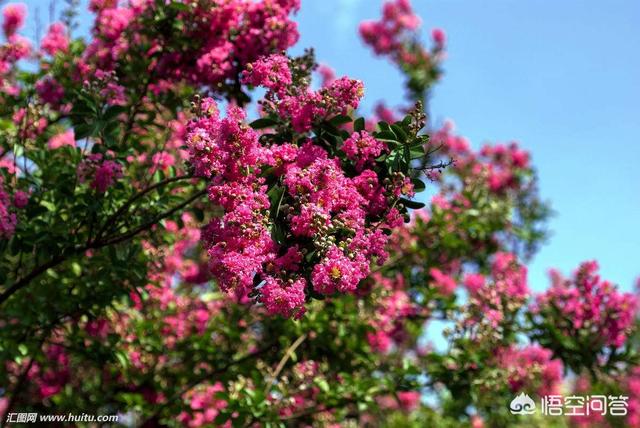 长芒杜英果实结构:长芒杜英果实高清大图 如何让芒果果实个头均匀？