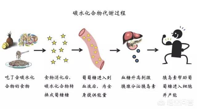 人体必需的营养元素:人体所需的营养物质有哪些 ,各有什么作用？