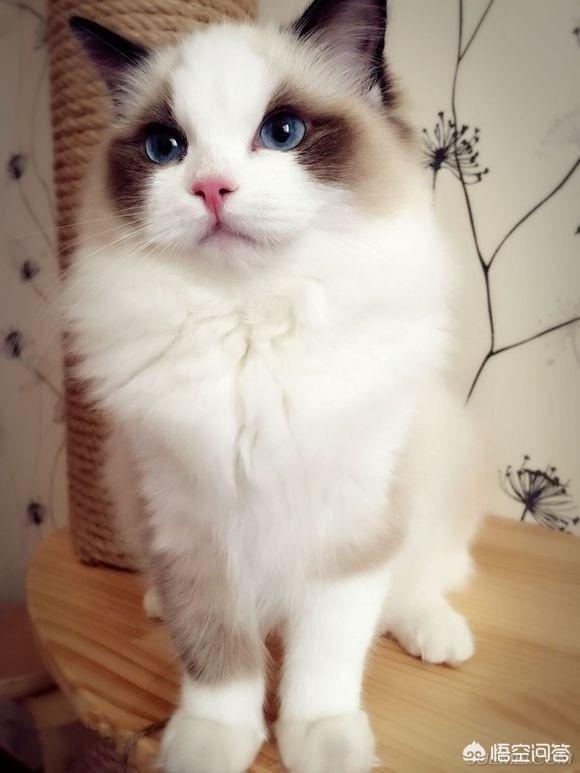 嘉兴布偶猫园:在网上买布偶猫，可以吗？