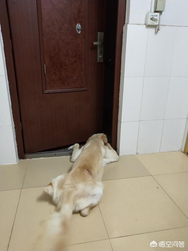 淘宝忠犬小八家模特小兮:哪部电影的哪一幕让你直接泪崩了？