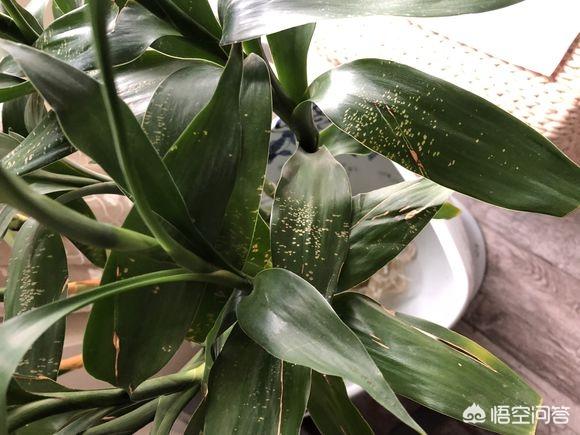 小富贵竹的养殖方法和注意事项:富贵竹一个月不浇水会死吗？该怎么养？