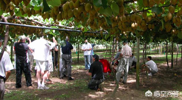 奇异果原产国，奇异果和猕猴桃哪个更容易成熟