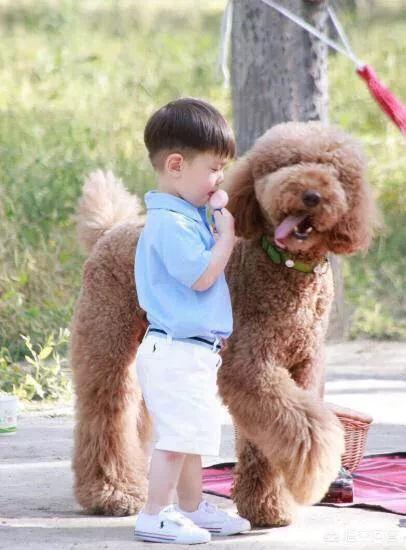 的茶杯犬的图片:茶杯犬图片可爱图片 有没有和我一样不喜欢泰迪？