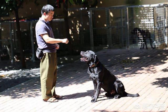 宠物狗知识:你觉得养土狗和养宠物犬有区别吗？有什么区别呢？ 宠物狗知识大全