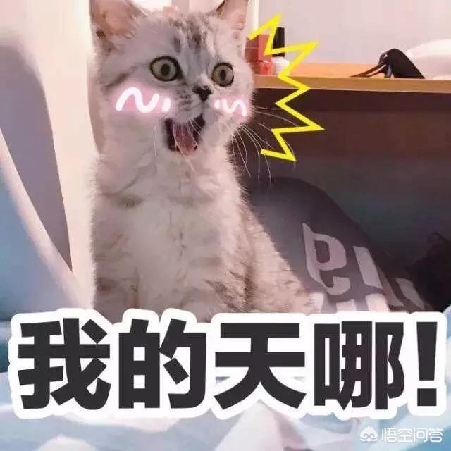 给英短吃的猫饭:英国短毛猫吃什么猫粮好？