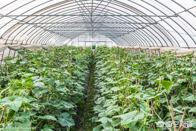 头条问答 春季气温升高 大棚番茄容易徒长怎么办 21个回答